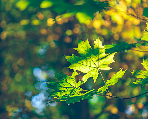 Green-Maple-Leave